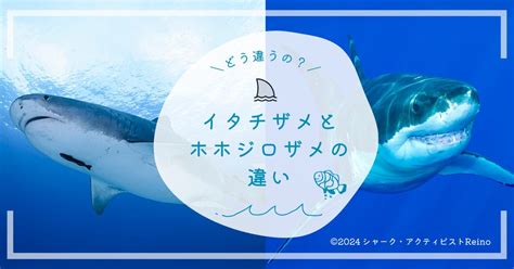 イタチザメとホホジロザメの違いとは？ サメブログ By シャーク・アクティビストreino