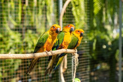 Colorful Parakeet In A Cage Stock Photo Image Of Group Animal 181858690