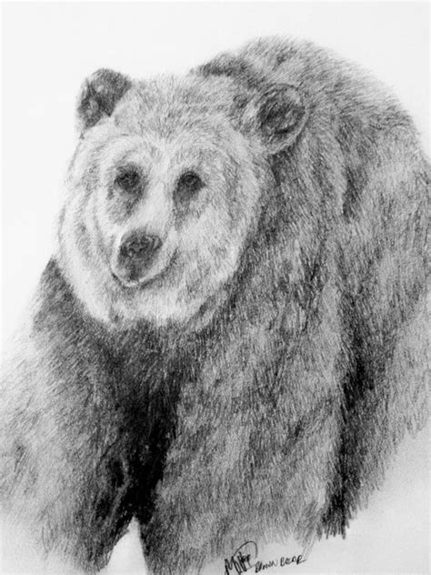 Brown bear sketch by mvisserio4 on DeviantArt