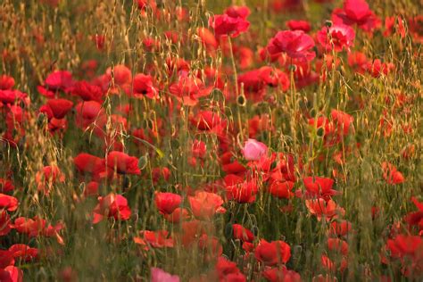 A Field of Poppy Flowers · Free Stock Photo