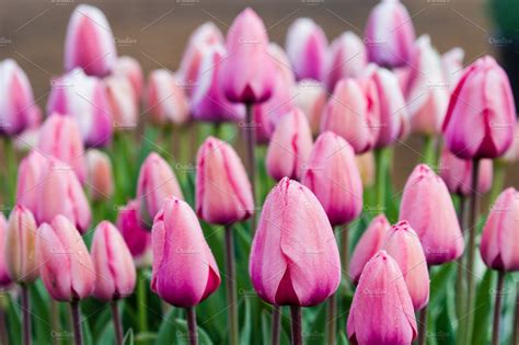 Spring Flowering Tulip Bulbs Featuring Agriculture Spring And Agricultural Nature Stock