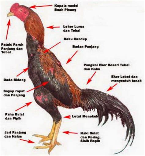 Cara Memilih Ayam Bangkok Petarung Bisa Dilihat Dari Bentuk Fisiknya