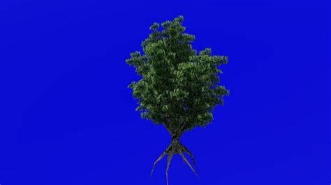 Growing Tree Animation Stock Video Footage for Free Download