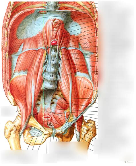 Exam 4 Posterior Abdomen Muscles Diagram Quizlet