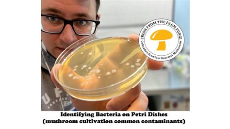 Identifying Bacteria On Petri Dishes Mushroom Cultivation From Spores