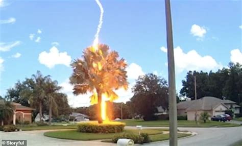 Lightning Strikes A Palm Tree On A Clear Day In Florida Video Daily