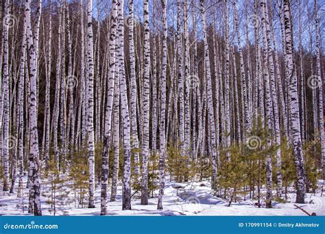 Birch Forest In A Central Part Of Russiabirches Standing In A Snow