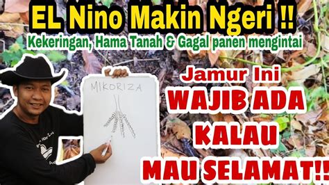 MIKORIZA JENIS MANFAAT DAN CARA MENDAPATKAN NYA YouTube