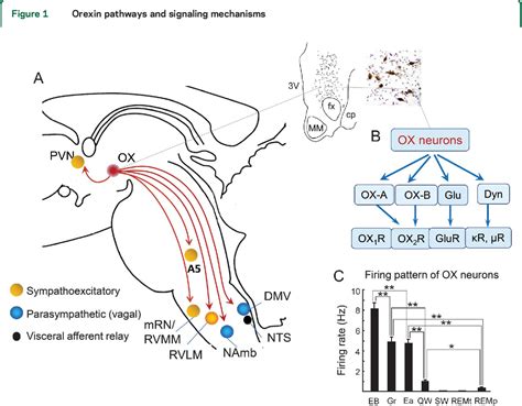 Figure From Orexin Hypocretin System And Autonomic Control Semantic