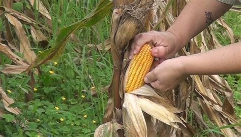 El Cultivo M S Federal Se Present La Primera Variedad De Ma Z