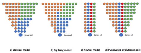 Passenger Mutations In Cancer Evolution