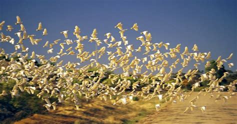 Editor's chat: why birds migrate - Australian Geographic