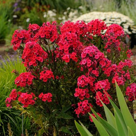 Tall Garden Phlox Varieties Fasci Garden