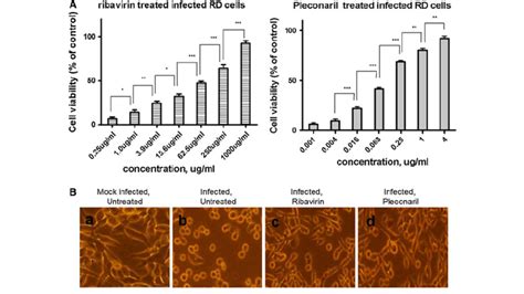 Cytopathic Effect CPE Of RD Cells Induced By EV71 Infection And