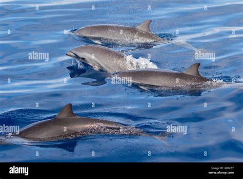 Frasers Dolphin Lagenodelphis Hosei Or The Sarawak Dolphin Getting