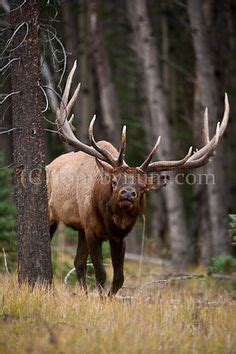 630 Bull elk ideas | bull elk, elk hunting, elk pictures