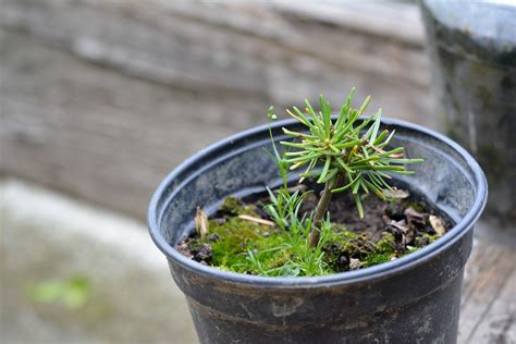 How To Plant Trees - Creatively United Community