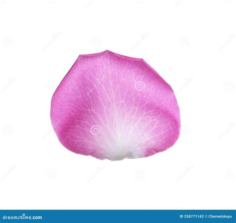 Pink Rose Flower Petal on White Background Stock Photo - Image of bright, floral: 258771142