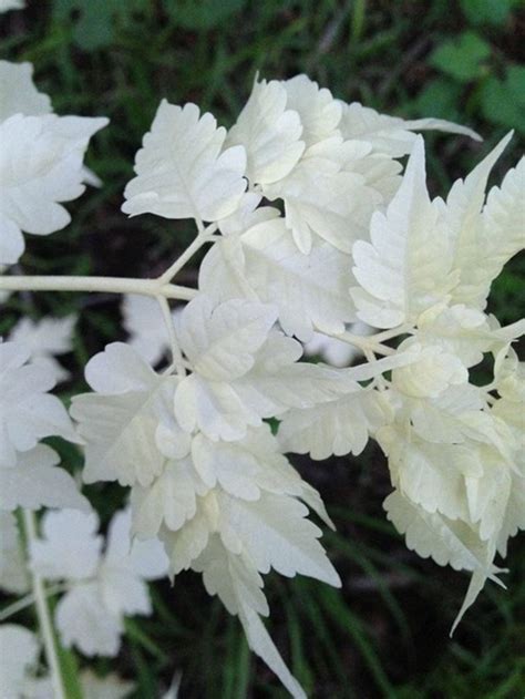 You've heard of albino animals, but what about albino plants?