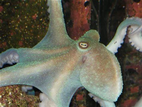 Scientists Unlock Key of Octopus's Blue Blood