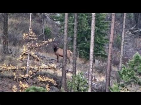 Modern Rifle Elk Hunting Washington State Youtube