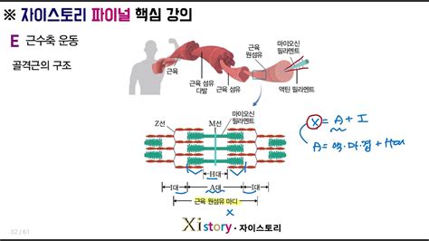 생명과학1 E단원 근수축 운동 개념강의 Youtube