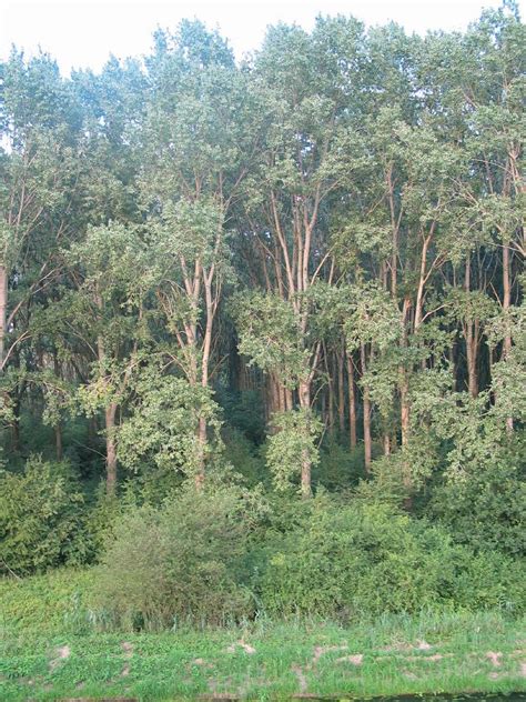 Populus X Canadensis Carolina Poplar Dutch Treeguide At Bomengids