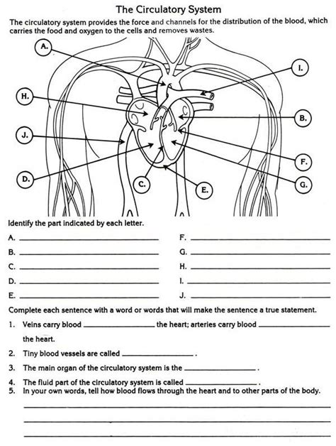 Circulatory System Labeling Worksheet