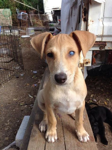 Roscoe A Rescue Dog With A Cloudy Eye Has A Clear Future Rescue