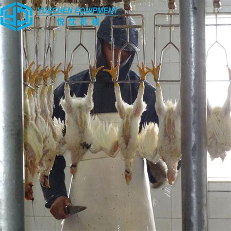 Poultry Chicken Slaughter Equipment for Chicken Farm Slaughterhouse ...