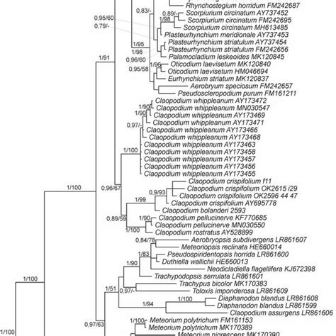 Bayesian Molecular Phylogenetic Tree Of Nrits Region Showing Position