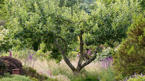 How To Plant Fruit Trees An Expert Guide Homes And Gardens