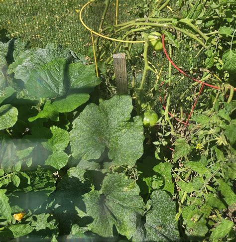 Tomatoes: Deer Food - Real Food Forever