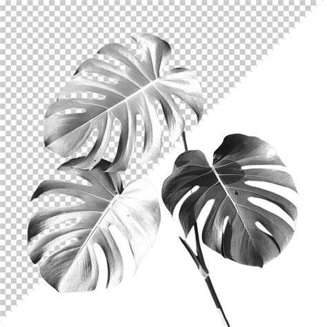 Premium PSD Psd Monstera Deliciosa Png Isolated On Transparent Background