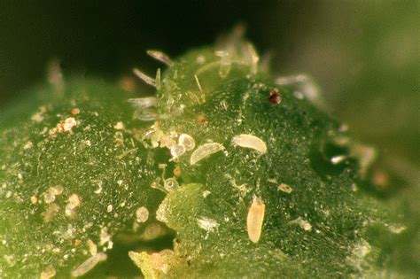 Mites In Citrus Department Of Agriculture And Food