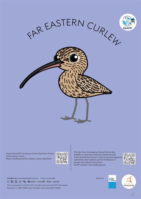 Far Eastern Curlew - Eaaflyway