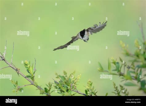 Marsh Tit Poecile Palustris In Flight Stock Photo Alamy