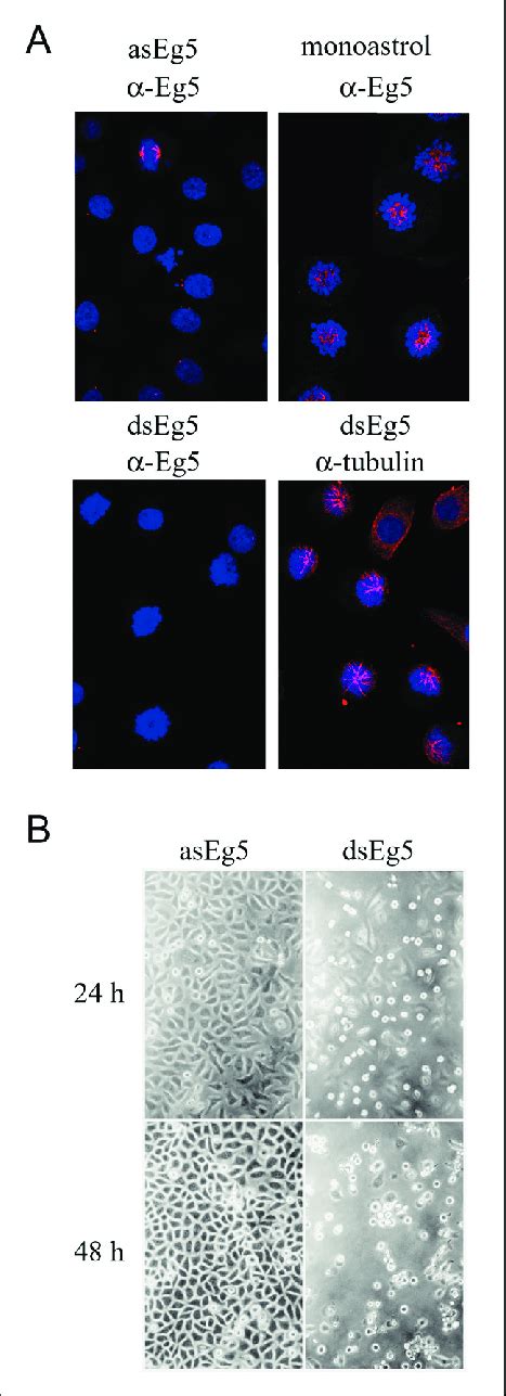 Eg5 SiRNA Transfection In HeLa Cells A Phenotypic Analysis Of HeLa