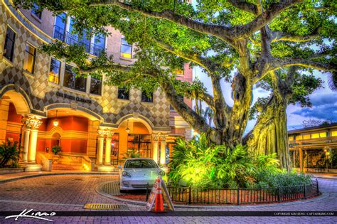 Downtown Clematis West Palm Beach Banyan Tree Royal Stock Photo