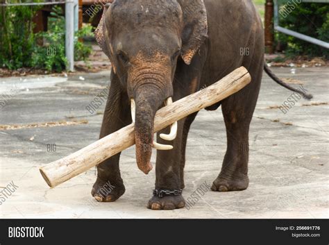 Thai Elephants Lifting Image And Photo Free Trial Bigstock