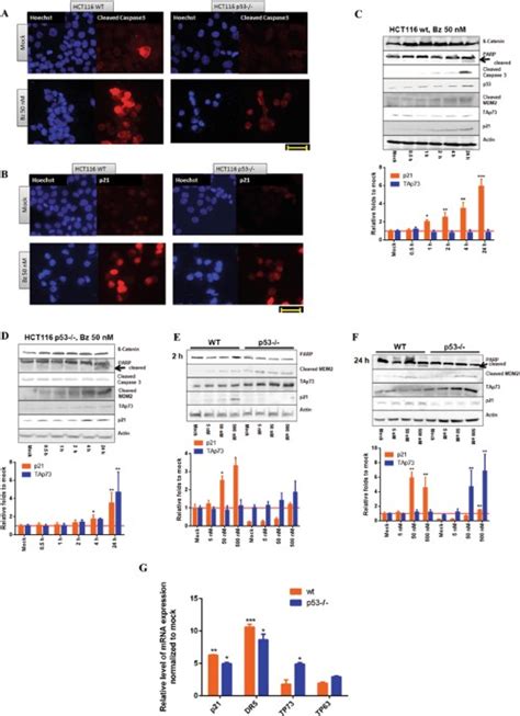 The Essential Role Of Tap73 In Bortezomib Induced Apoptosis In P53