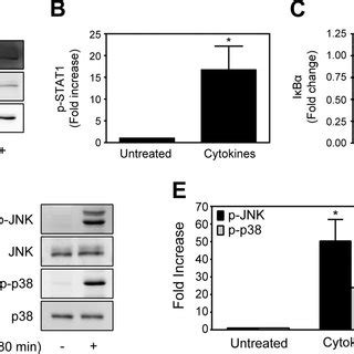 Cytokines Stimulate Stat Phosphorylation Ib Degradation And Mapk