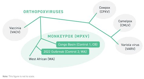 Synthetic Dnas Critical Role In Infectious Disease Research Twist