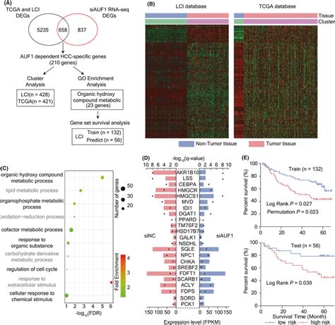 Screening Of Auf Dependent Hccrelated Genes A Analysis Flow Chart