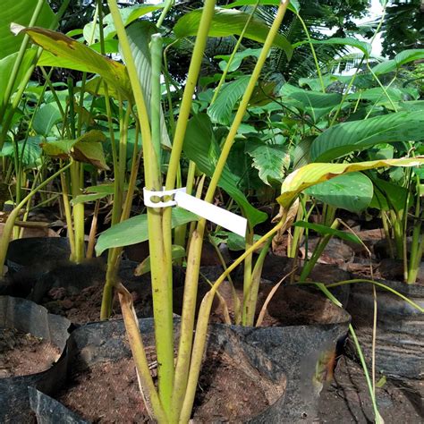 set   plant tie label  farmer