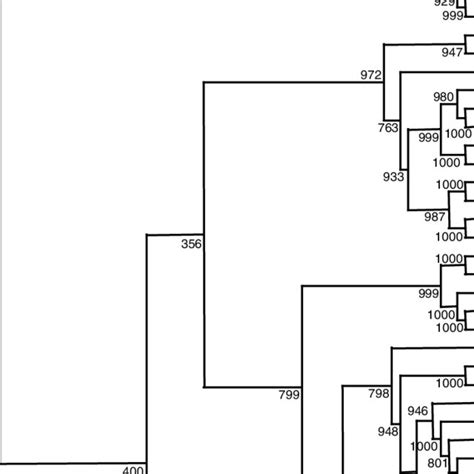 Phylogenetic Tree Neighbour Joining Based On ClustalW Alignment Of