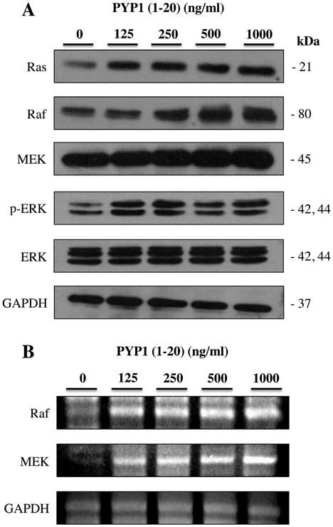 Effects Of Treatment With Pyropia Yezoensis Peptide Pyp On