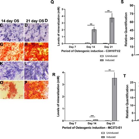 Characterization Of In Vitro Osteogenic Differentiation In C H T