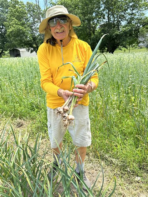 how to plant and harvest garlic 4