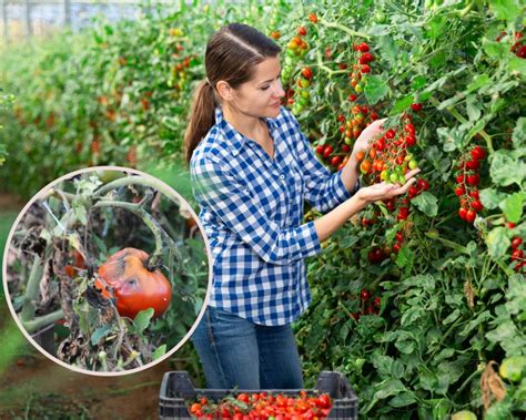 Domowe Sposoby Na Zaraz Ziemniaczan Na Pomidorach Top Pl